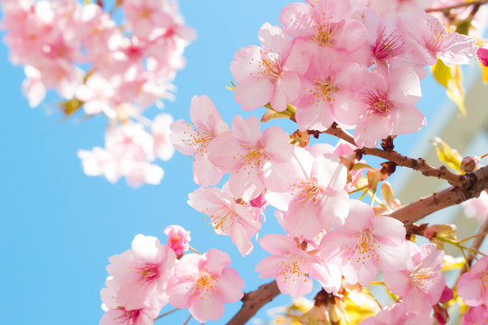 Sakura of early flowering © c11yg