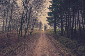 Trail in the forest in autumn