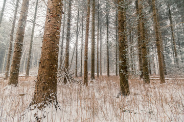 Fototapeta premium Tall pine trees at wintertime