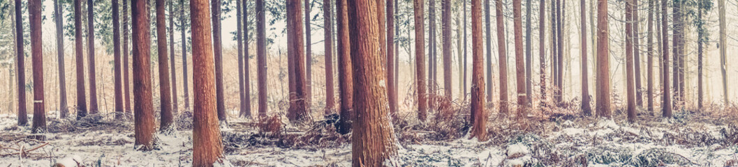 Trees at wintertime in the forest