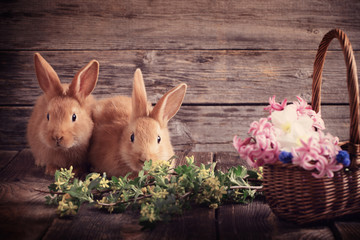 little rabbits with spring flowers