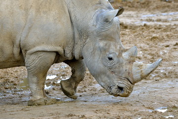 Tête de rhinocéros