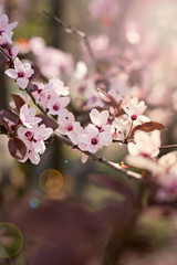 Cherry blossoms on a branch in the sunshine. Tonning photo