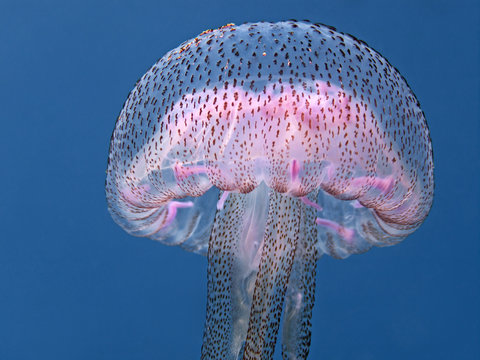 Luminescent jellyfish, Feuerqualle (Pelagia noctiluca)