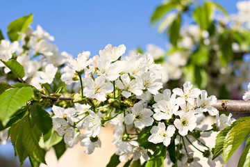 Apple Spring white flowers on a tree branch. Apple tree in bloom. Spring, seasons, time of year. White flowers of Apple tree