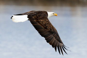Bald Eagle in Flight