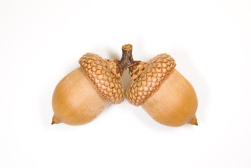 Two  brown acorns  with hats on over white