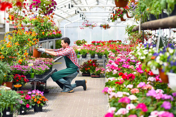 gardener works in a greenhouse with colorful flowers // Gärtner arbeitet im Gewächshaus eines...