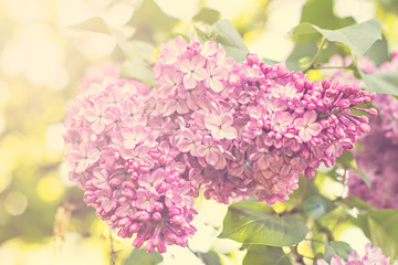 Green branch with spring lilac flowers