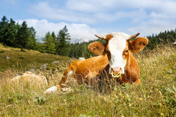Fototapeta na wymiar Freely grazing cow on an idyllic mountain pasture