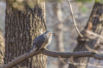 まるまるとしたヒヨドリ