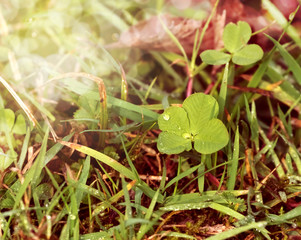 An unpicked four leaf clover isolated in grass.