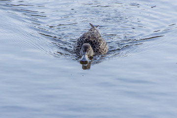 ハシビロガモのメス、餌探し中
