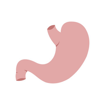 Human stomach icon