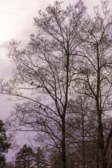 Fototapeta na wymiar ムクドリのとまる木