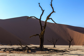 Fototapeta na wymiar Hidden Vlei in Namib desert