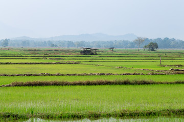 Green rice field