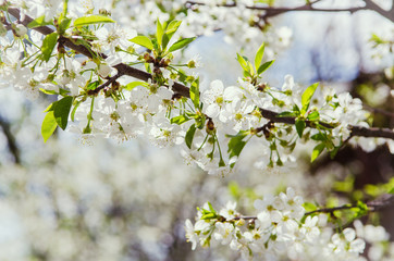 spring flower blossom