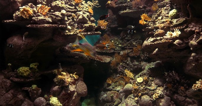 4K, Colorful Fishes,  Marine Life, Underwater World