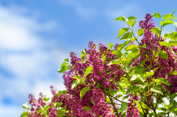 spring lilac flowers