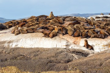a colony of seals at duiker island