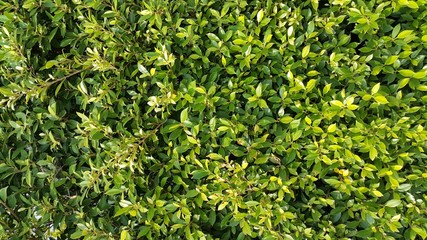 The nature background