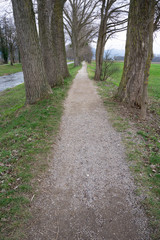 Fototapeta premium Allee im Münstertal, Schwarzwald