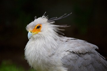 beautiful secretary bird in etosha