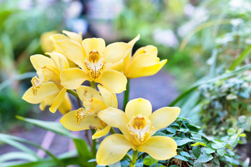 Purple orchids in a tropical forest