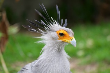 amazing secretary bird in etosha