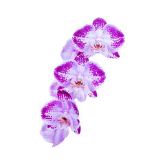 Fototapeta premium Purple flowers orchids on white