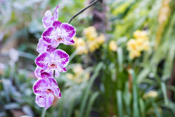 Purple orchids in a tropical forest