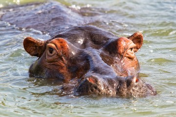 Fototapeta premium huge hippo at st lucia river