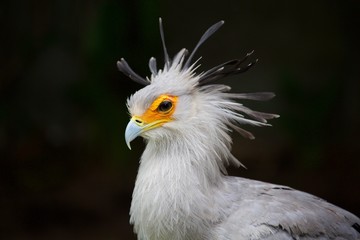 portrait of a secretary bird