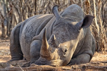 Fototapeta premium white rhino sleeping in the bush at kruger national park