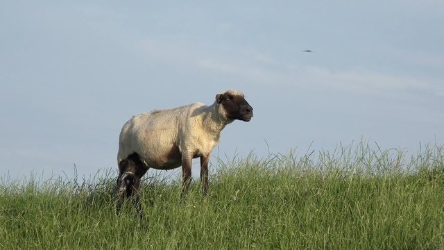 Schaf mit Lamm auf der Wiese
