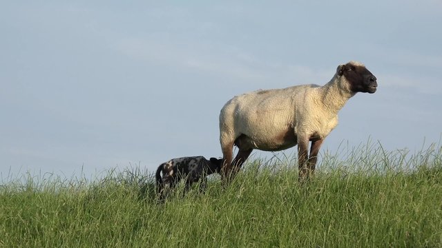 Schaf mit Lamm auf der Wiese
