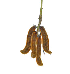 nettles brown pods with on white background(Mucuna pruriens)