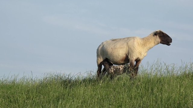 Schaf mit Lamm auf der Wiese