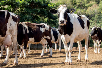 Fototapeta na wymiar cow on farm