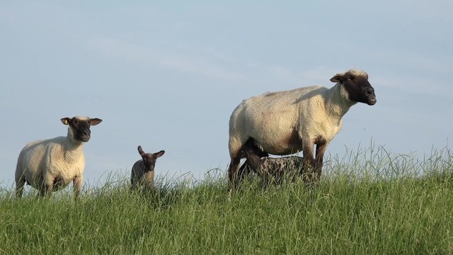 Schafe mit L&auml;mmer auf der Wiese