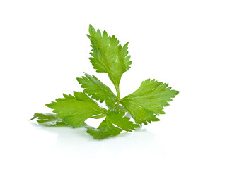 Celery isolated on the white background