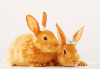 red rabbits on white background