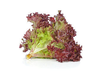 red coral salad isolated on the white background