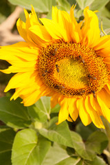 Sunflower and bee