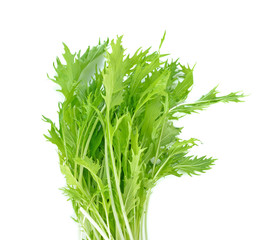 Green Mizuna organic salad vegetable on white