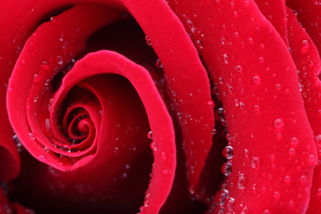 Macro Shot of a Red Rose