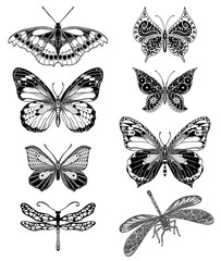 Butterflies graphic illustration