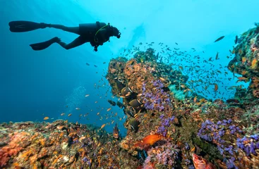 Photo sur Plexiglas Plonger Un plongeur sous-marin explore un récif de corail
