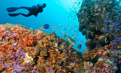 Un plongeur sous-marin explore un récif de corail